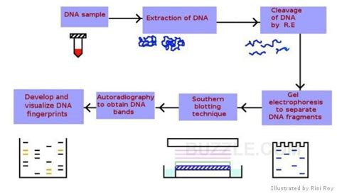 Dna Fingerprinting Process Diagram Schematic Representation