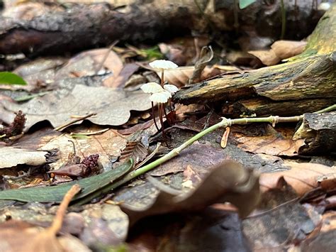 Marasmius Bulliardii The Ultimate Mushroom Guide