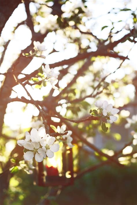 Free Images Tree Branch Sunlight Leaf Flower Food Spring