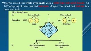 Sex Linkage In Drosophila And Genetics Of Color Blindness Pptx Eye And Vision Conditions
