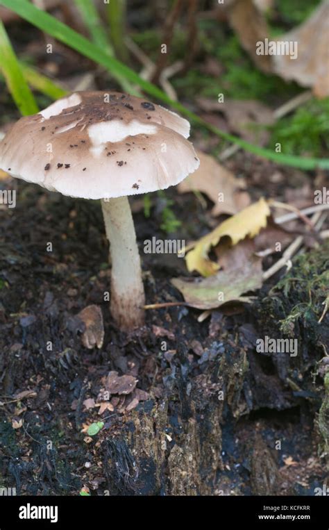 Deer Mushroom Pluteus Cervinus On A Birch Tree Stump Stock Photo Alamy