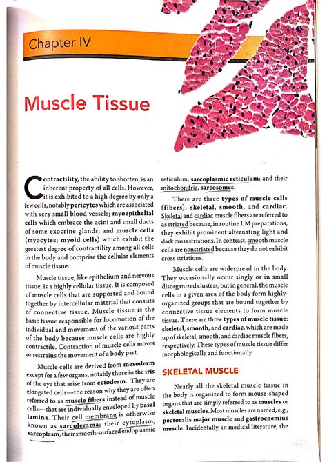 Chapter 4 Muscle Tissue Medical Surgical Studocu