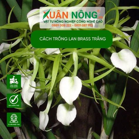 Cách trồng Lan Brass trắng năng suất cao 