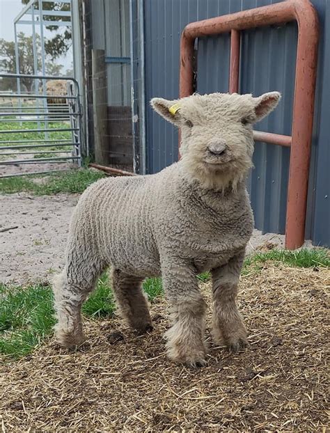 Miniature Sheep Breeds