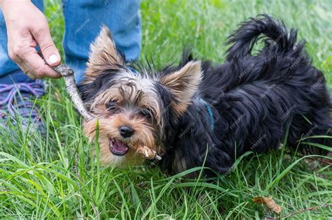 How Long Does A Yorkie Puppy Teeth For