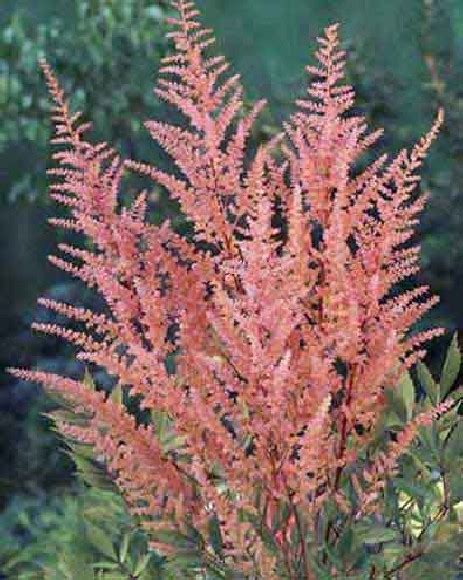 Astilbe Japonica Peach Blossom Tawu Ka Japo Ska