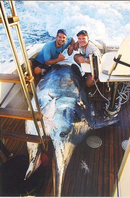 Photos of Black Marlin (some of the largest ever caught) - page 2