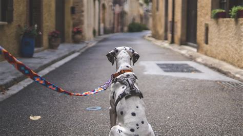 Wandelen Met Je Hond Stresssignalen Herkennen Vak