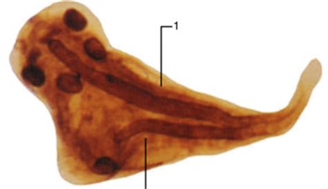 Embryology Model 3 - Lecture 2: Morphogenesis Part 2 Flashcards | Quizlet