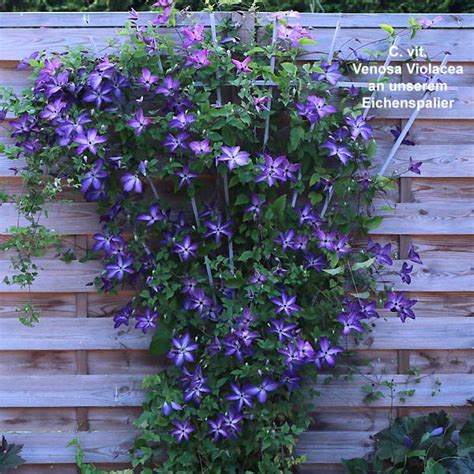 Clematis viticella Venosa Violacea - Clematis Westphal