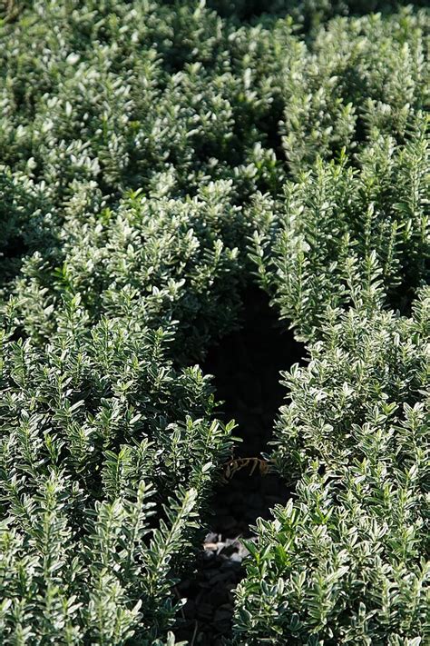 Euonymus Microphylla Green Things Nursery Green Things Nursery
