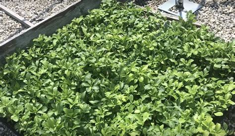 How To Grow Pachysandra Plants As Ground Cover Gardening Channel