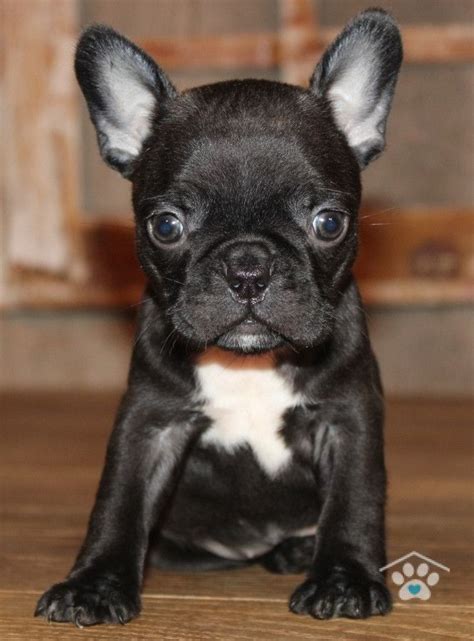 Black Frenchton Puppies for Sale - Demi - One Bark Plaza | Baby animals ...