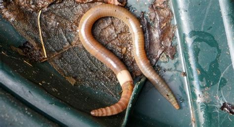 Asian Jumping Worms Are An Invasive Species Destroying Our Forests And Already In Our Yards