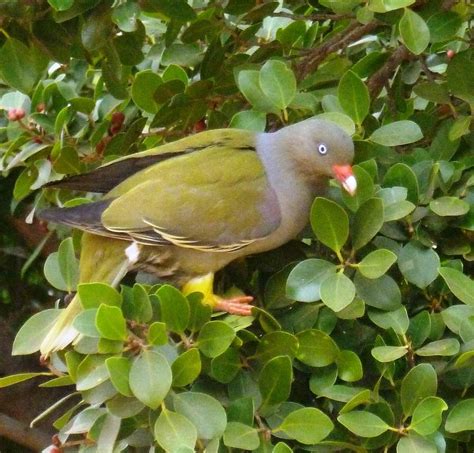 Картинки Японский Зеленый Голубь – Telegraph