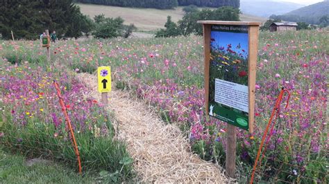 Frau Holles Blumenwiesen Begehbare Bl Hwiesen Im Geo Naturpark