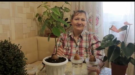 Авокадо из косточки/Самый простой способ проращивания и посадки авокадо ...