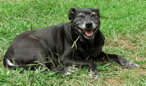 Staffordshire Bull Terrier Information Dog Breeds At Thepetowners