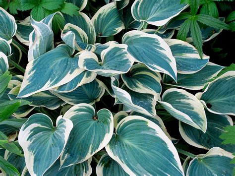 Хоста Американ Хало (66 фото) » НА ДАЧЕ ФОТО