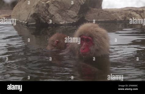 Monkey Hot Springs Stock Videos Footage HD And K Video Clips Alamy