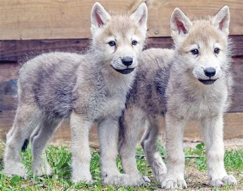 New Pups Coming Soon To Wolf Center The Timberjay