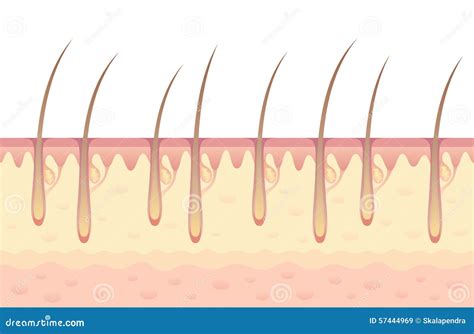 Crescita Dei Capelli Illustrazione Vettoriale Illustrazione Di Cutaneo