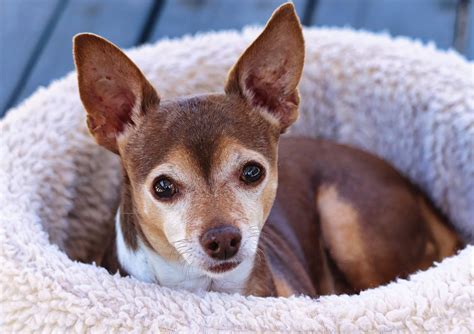 90000 Free Cute Chihuahua And Chihuahua Images Pixabay