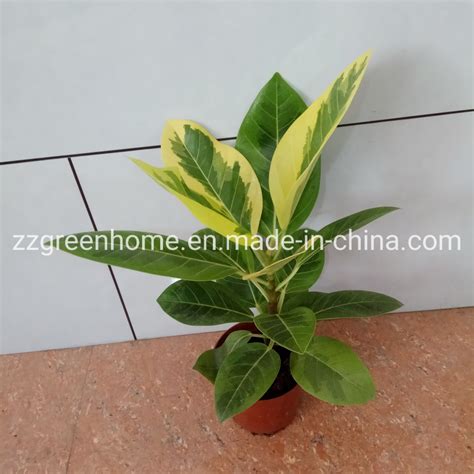 Ficus Altissima Yellow Gem Ficus Elastica Gold Leaf Live Ornamental ...