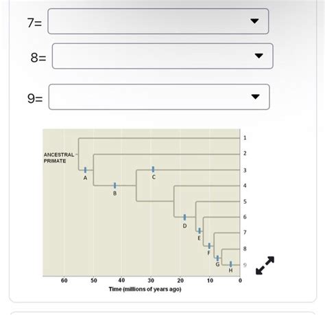 Solved 7= 8=Complete the following Primate Phylogenetic | Chegg.com