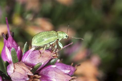 R F Insecta Coleoptera Curculionidae Pachyrhinus