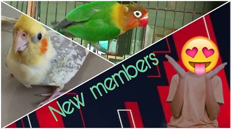 Cages Mein New Birds Agye🐦😍 2ndvlogumer Ariyan Youtube