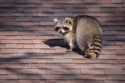 5 Ways To Keep Unwanted Critters Out Of Your House