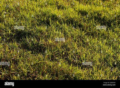 Flat Grass Texture Hi Res Stock Photography And Images Alamy