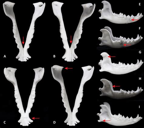 Mandibular Symphysis Dog