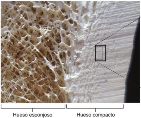 10 11 Tejido óseo Flashcards Quizlet