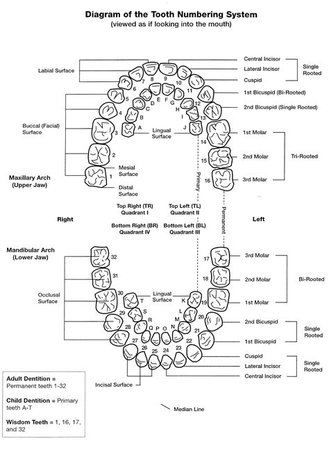 Dental Tooth Numbering System Printable