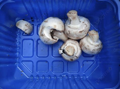 White Mushrooms In The Blue Plastic Box Photo Background And Picture