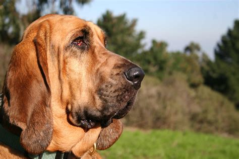 bloodhound dog breed information pictures