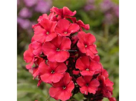 Флокс -Phlox Paniculata Miss Mary - 1 бр | Флокс | SortoviSemena.BG