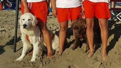 A Pisa I Cani Bagnino Salvano Due Fratelli In Balia Del Mare Mosso La