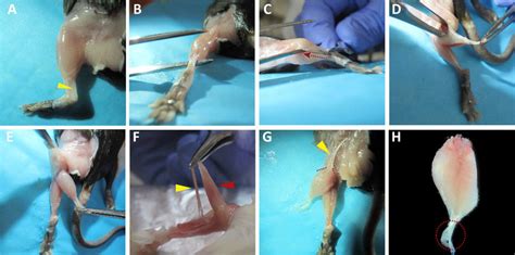 Dissection Of The Gastrocnemius Muscle For Primary Satellite Cell