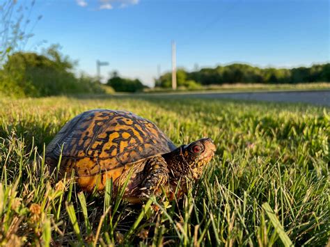 ways to turtle vomiting easily 10