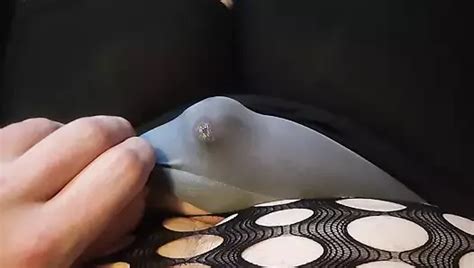 BBW Sissy Cums In Panties Shemale Vibrator Solo Porn Feat Chubsissyboi XHamster