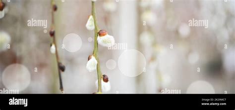 Pussy Willow In Spring Stock Photo Alamy