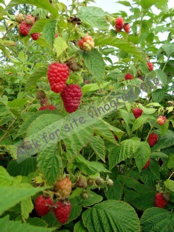 Патриция - форум-виноград