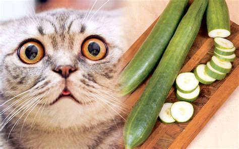 Can Cats Eat Cucumbers? - Cat Vet Info