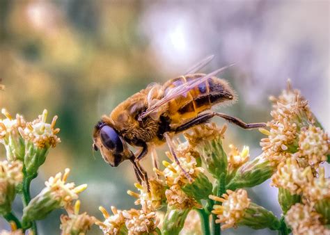 Apis mellifera Photograph by Rob Sellers - Fine Art America