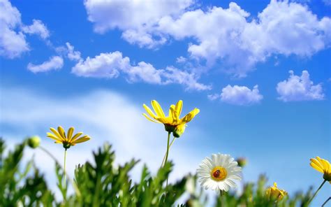 1920x1200 Daisy Flowers Ladybug Grass Sky Clouds Summer