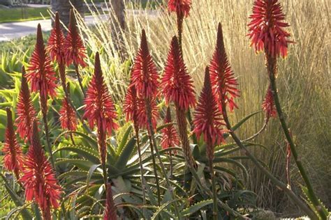 About Aloe Arborescens Torch Aloe Debra Lee Baldwin