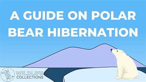 Do Polar Bears Hibernate? A Guide on Polar Bear Hibernation | Fahlo